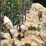 Escapades Lointaines פרפיניין